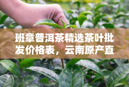 班章普洱茶精选茶叶批发价格表，云南原产直销