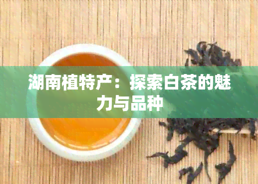 湖南植特产：探索白茶的魅力与品种