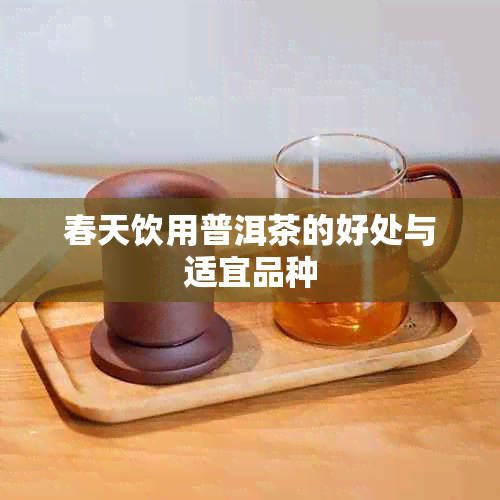 春天饮用普洱茶的好处与适宜品种