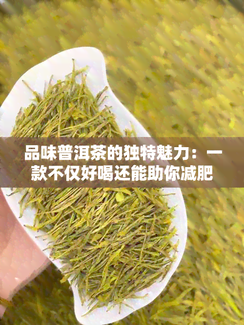 品味普洱茶的独特魅力：一款不仅好喝还能助你减肥的茶叶推荐