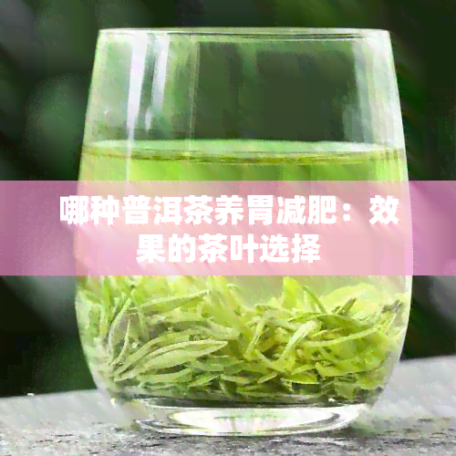 哪种普洱茶养胃减肥：效果的茶叶选择