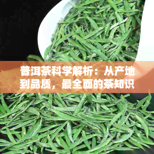 普洱茶科学解析：从产地到品质，最全面的茶知识指南