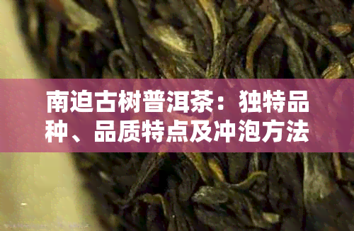 南迫古树普洱茶：独特品种、品质特点及冲泡方法全面解析