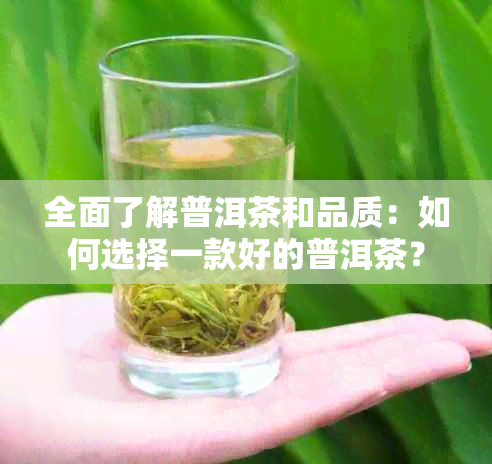 全面了解普洱茶和品质：如何选择一款好的普洱茶？