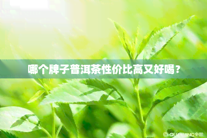 哪个牌子普洱茶性价比高又好喝？