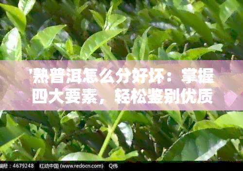 '熟普洱怎么分好坏：掌握四大要素，轻松鉴别优质熟茶'