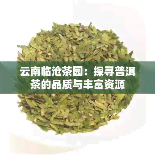 云南临沧茶园：探寻普洱茶的品质与丰富资源