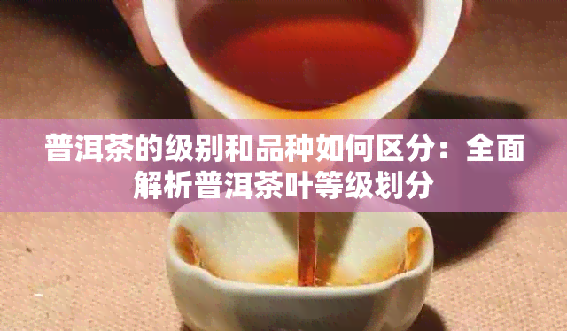 普洱茶的级别和品种如何区分：全面解析普洱茶叶等级划分