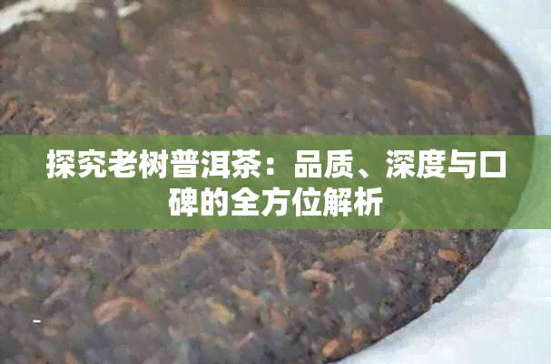 探究老树普洱茶：品质、深度与口碑的全方位解析