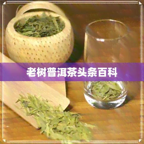 老树普洱茶头条百科