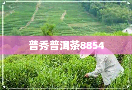 普秀普洱茶8854