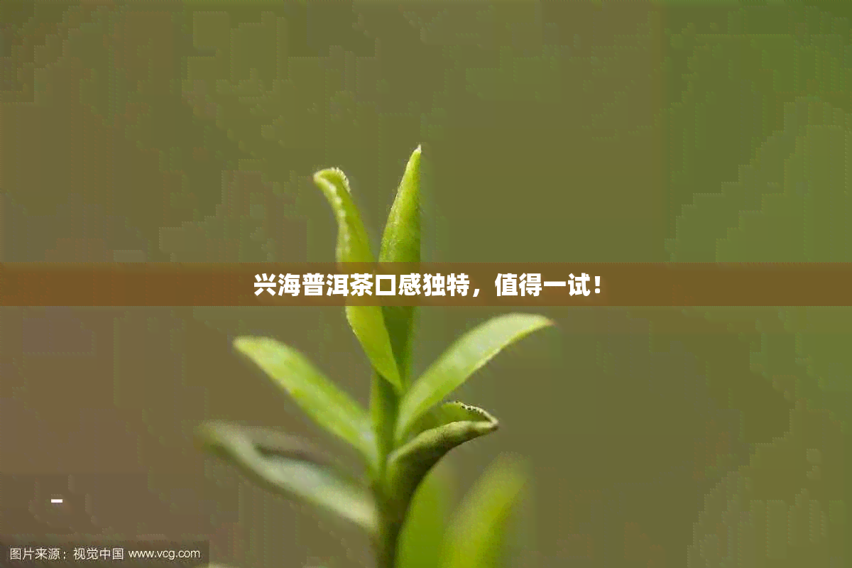 兴海普洱茶口感独特，值得一试！