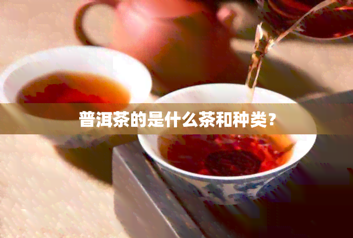 普洱茶的是什么茶和种类？