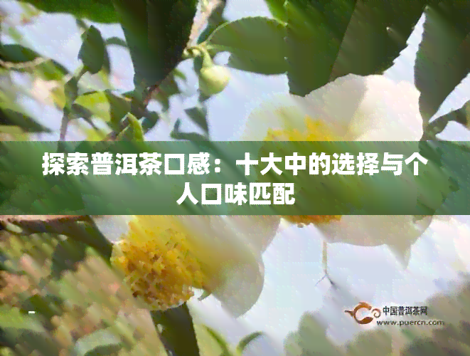 探索普洱茶口感：十大中的选择与个人口味匹配