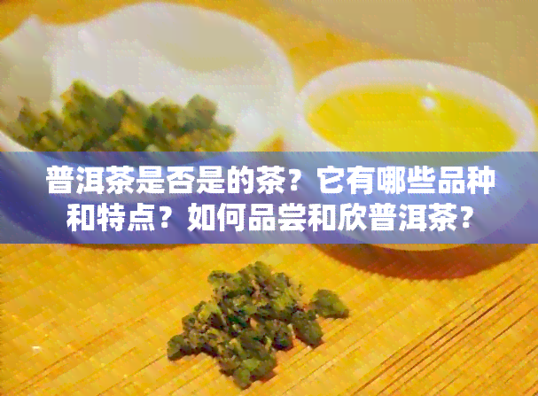 普洱茶是否是的茶？它有哪些品种和特点？如何品尝和欣普洱茶？