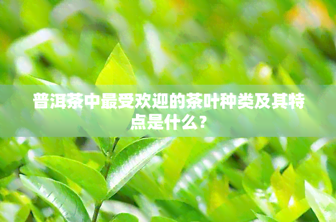 普洱茶中更受欢迎的茶叶种类及其特点是什么？