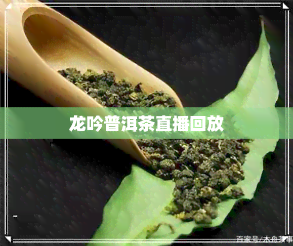 龙吟普洱茶直播回放