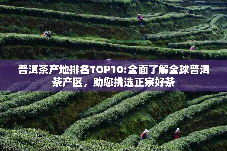 普洱茶产地排名TOP10:全面了解全球普洱茶产区，助您挑选正宗好茶