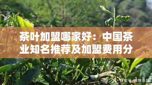 茶叶加盟哪家好：中国茶业知名推荐及加盟费用分析