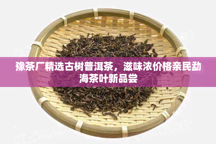 豫茶厂精选古树普洱茶，滋味浓价格亲民勐海茶叶新品尝