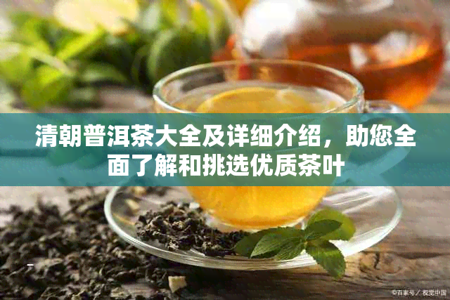 清朝普洱茶大全及详细介绍，助您全面了解和挑选优质茶叶