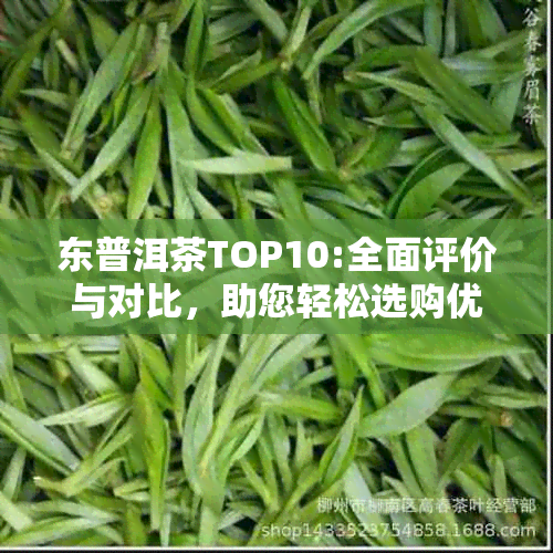 东普洱茶TOP10:全面评价与对比，助您轻松选购优质茶叶