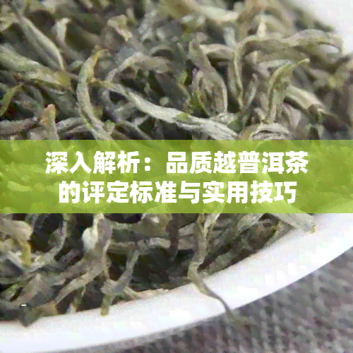 深入解析：品质越普洱茶的评定标准与实用技巧