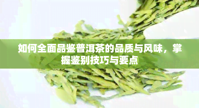 如何全面品鉴普洱茶的品质与风味，掌握鉴别技巧与要点