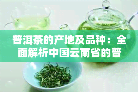 普洱茶的产地及品种：全面解析中国云南省的普洱茶产区及其特色茶叶种类