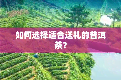 如何选择适合送礼的普洱茶？