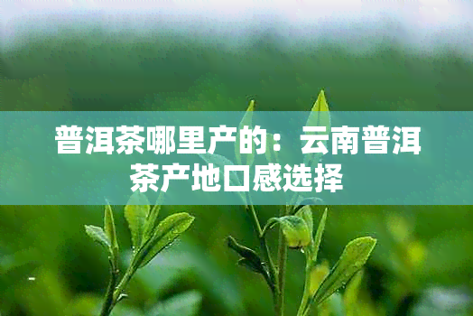 普洱茶哪里产的：云南普洱茶产地口感选择