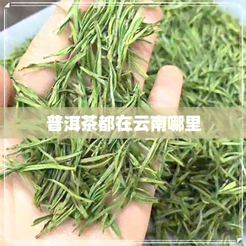 普洱茶都在云南哪里