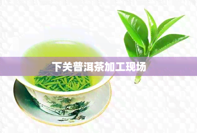 下关普洱茶加工现场