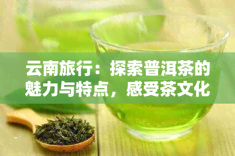 云南旅行：探索普洱茶的魅力与特点，感受茶文化的独特风味