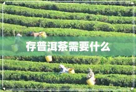 存普洱茶需要什么