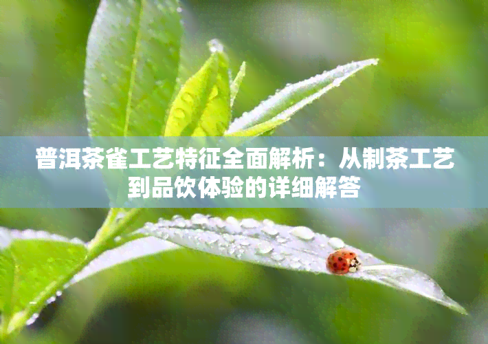 普洱茶雀工艺特征全面解析：从制茶工艺到品饮体验的详细解答