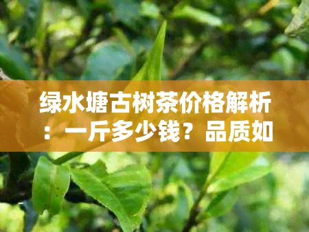 绿水塘古树茶价格解析：一斤多少钱？品质如何？购买渠道有哪些？