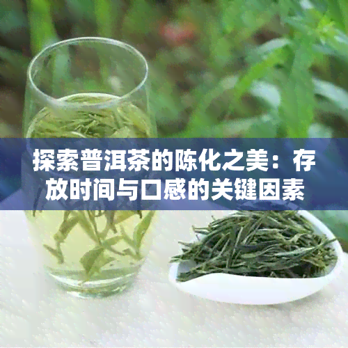 探索普洱茶的陈化之美：存放时间与口感的关键因素分析