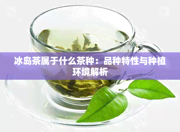 冰岛茶属于什么茶种：品种特性与种植环境解析