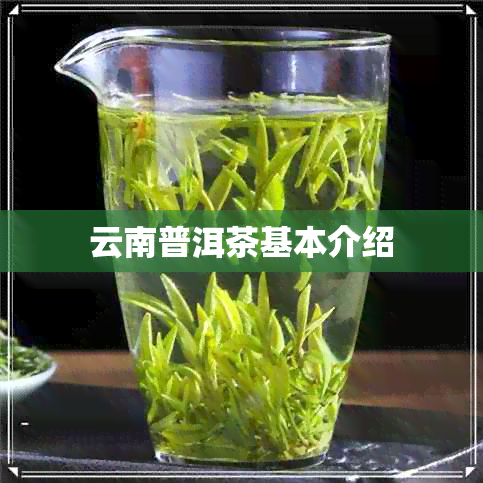 云南普洱茶基本介绍