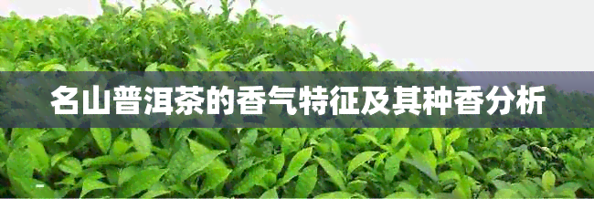 名山普洱茶的香气特征及其种香分析