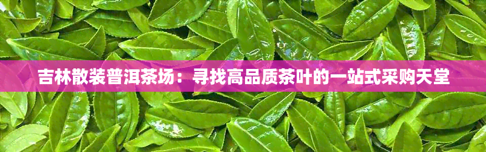 吉林散装普洱茶场：寻找高品质茶叶的一站式采购天堂