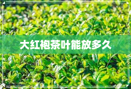 大红袍茶叶能放多久