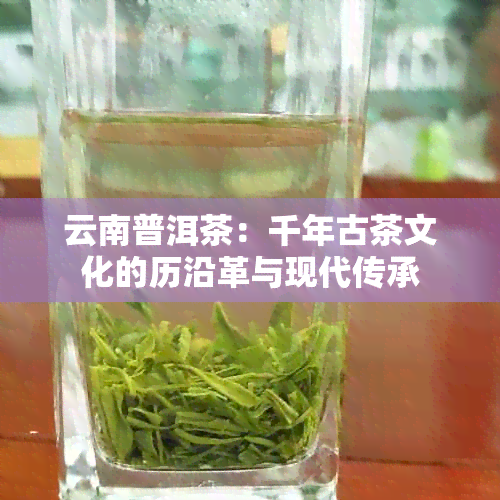 云南普洱茶：千年古茶文化的历沿革与现代传承