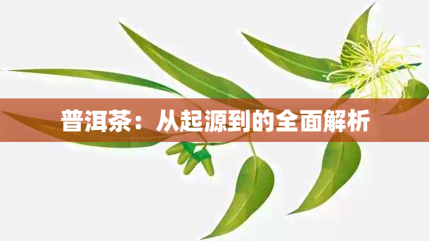 普洱茶：从起源到的全面解析