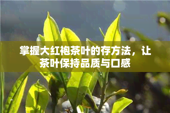 掌握大红袍茶叶的存方法，让茶叶保持品质与口感