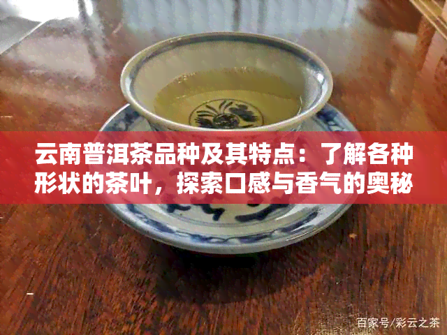 云南普洱茶品种及其特点：了解各种形状的茶叶，探索口感与香气的奥秘