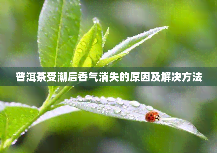 普洱茶受潮后香气消失的原因及解决方法