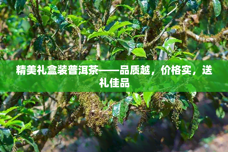 精美礼盒装普洱茶——品质越，价格实，送礼佳品