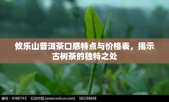 攸乐山普洱茶口感特点与价格表，揭示古树茶的独特之处